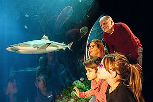 SeaLife München Aquarium Haie Fische Unterwasserwelt