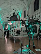 Lange Nacht der Münchner Museen 2025 Jagd- und Fischereimuseum